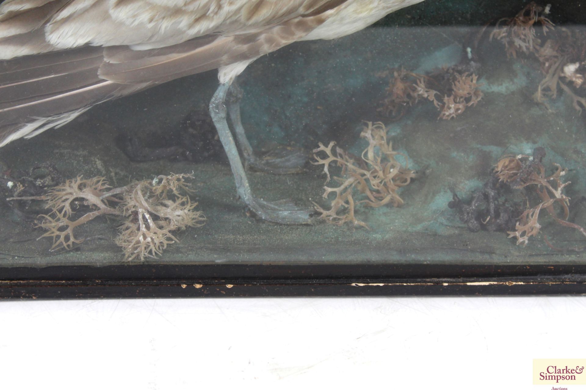 A cased taxidermy study of a seagull - Image 5 of 5