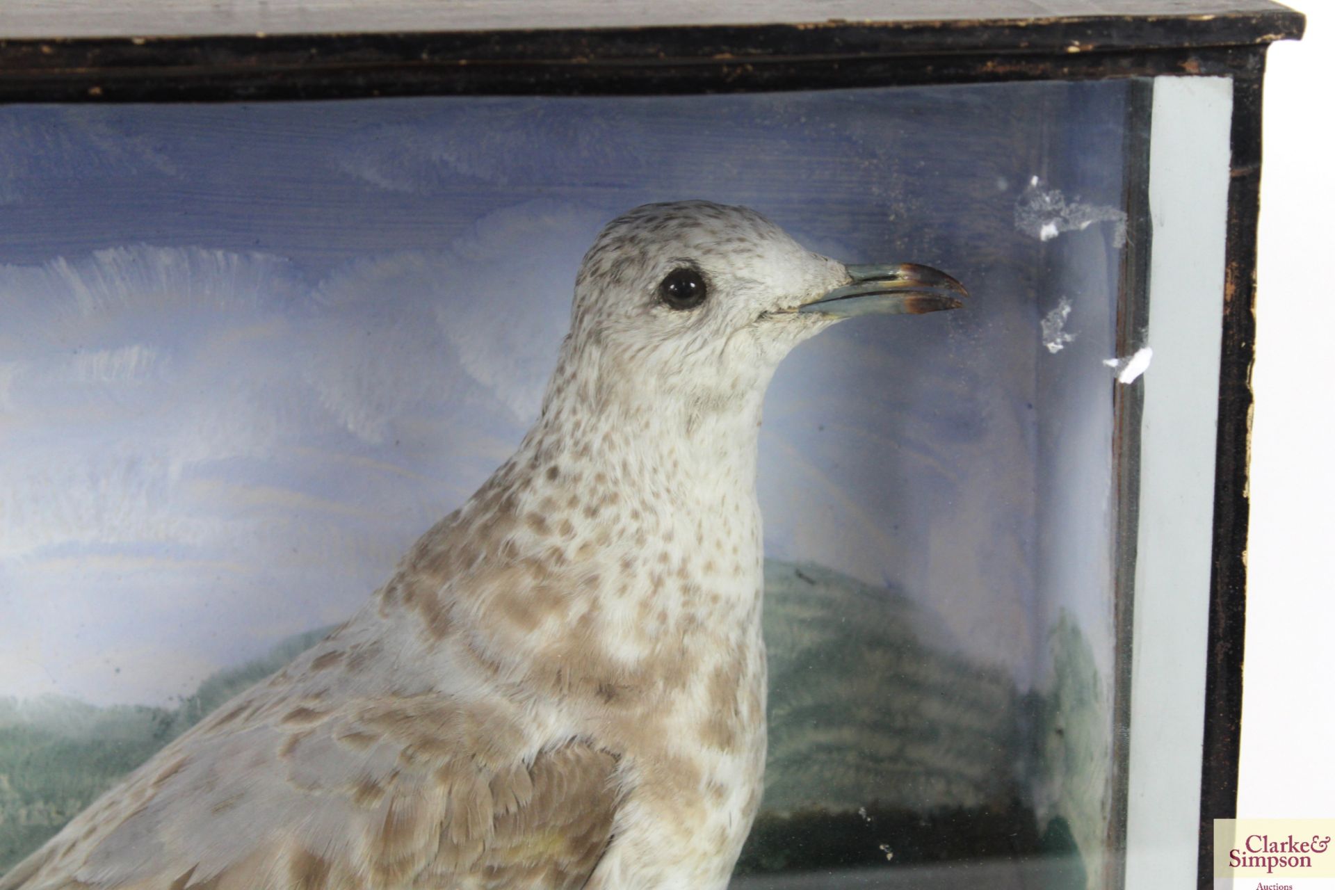 A cased taxidermy study of a seagull - Image 2 of 5