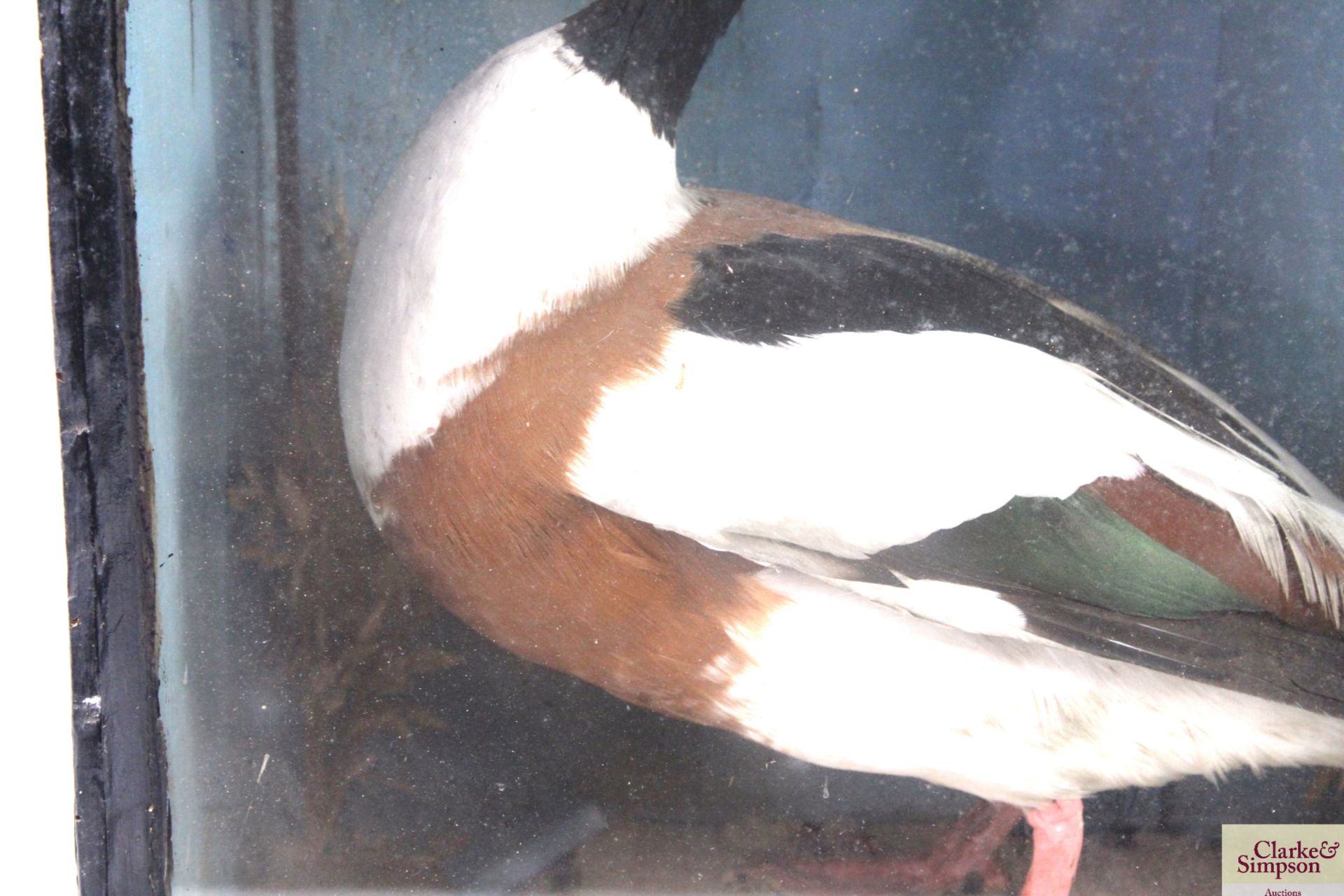 A cased taxidermy study of a Shelduck - Image 3 of 5