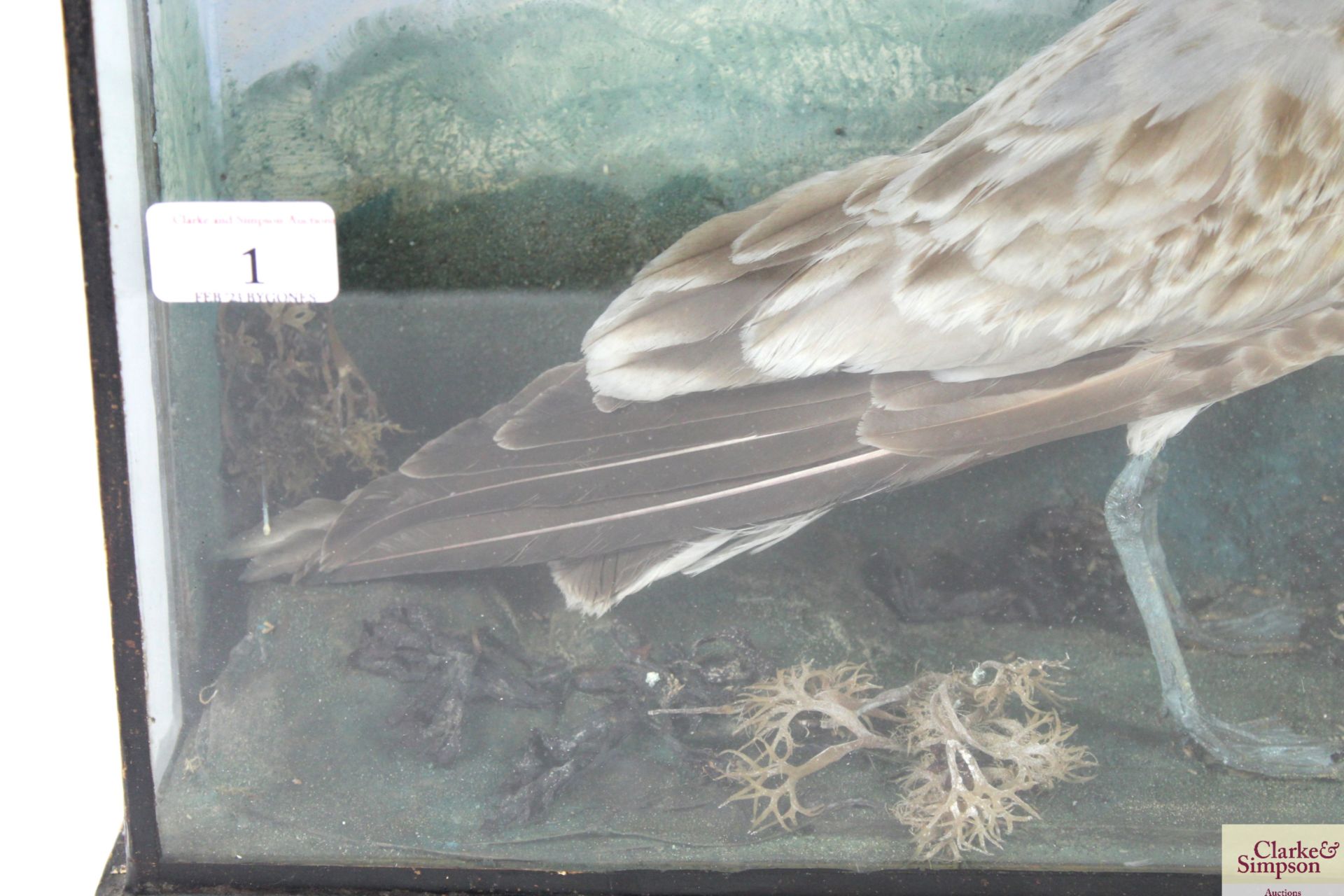 A cased taxidermy study of a seagull - Image 4 of 5