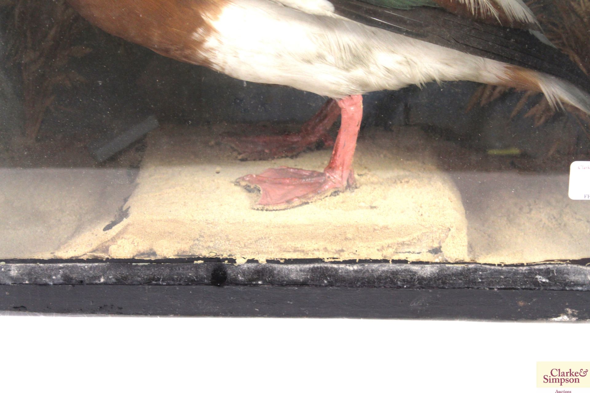 A cased taxidermy study of a Shelduck - Image 5 of 5