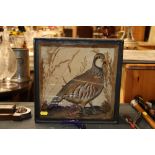 A taxidermy partridge in glazed case by W Clarke b