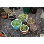 A quantity of plant pots and contents of flowers