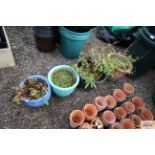 Four various plant pots with contents of various p