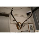 A pair of mounted Stag antlers