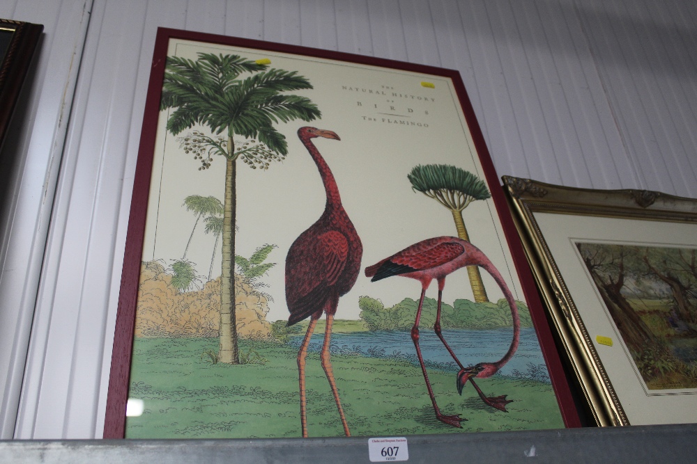A Natural History of Birds, Flamingo poster