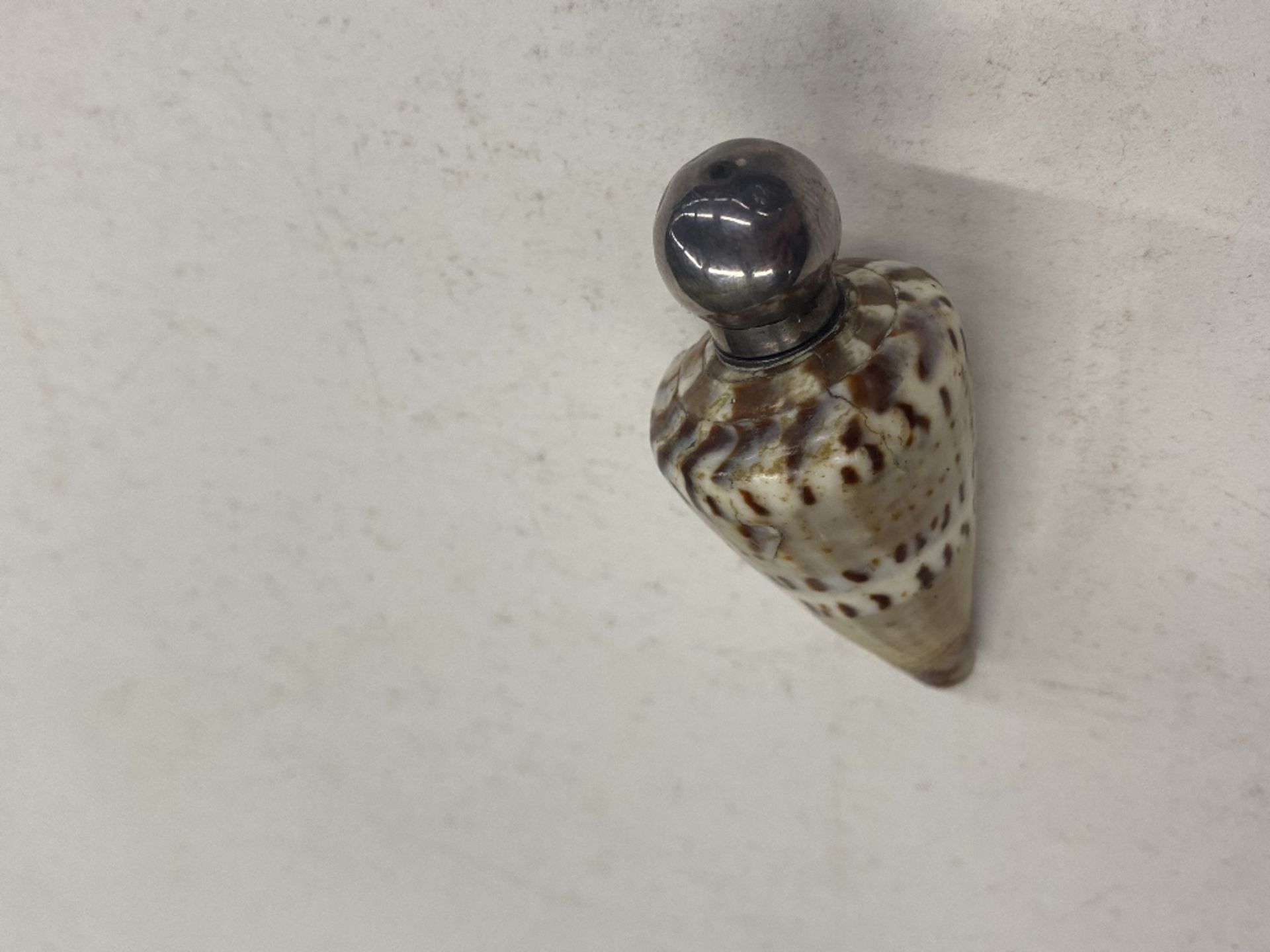 A rare and unusual shell scent bottle with silver - Image 5 of 6