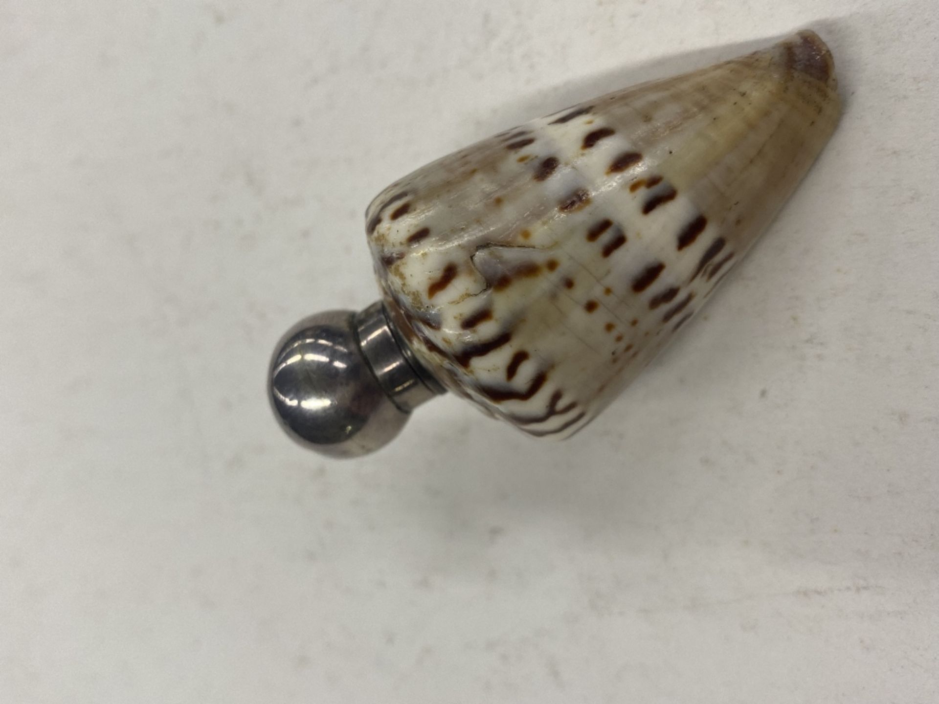 A rare and unusual shell scent bottle with silver - Image 6 of 6