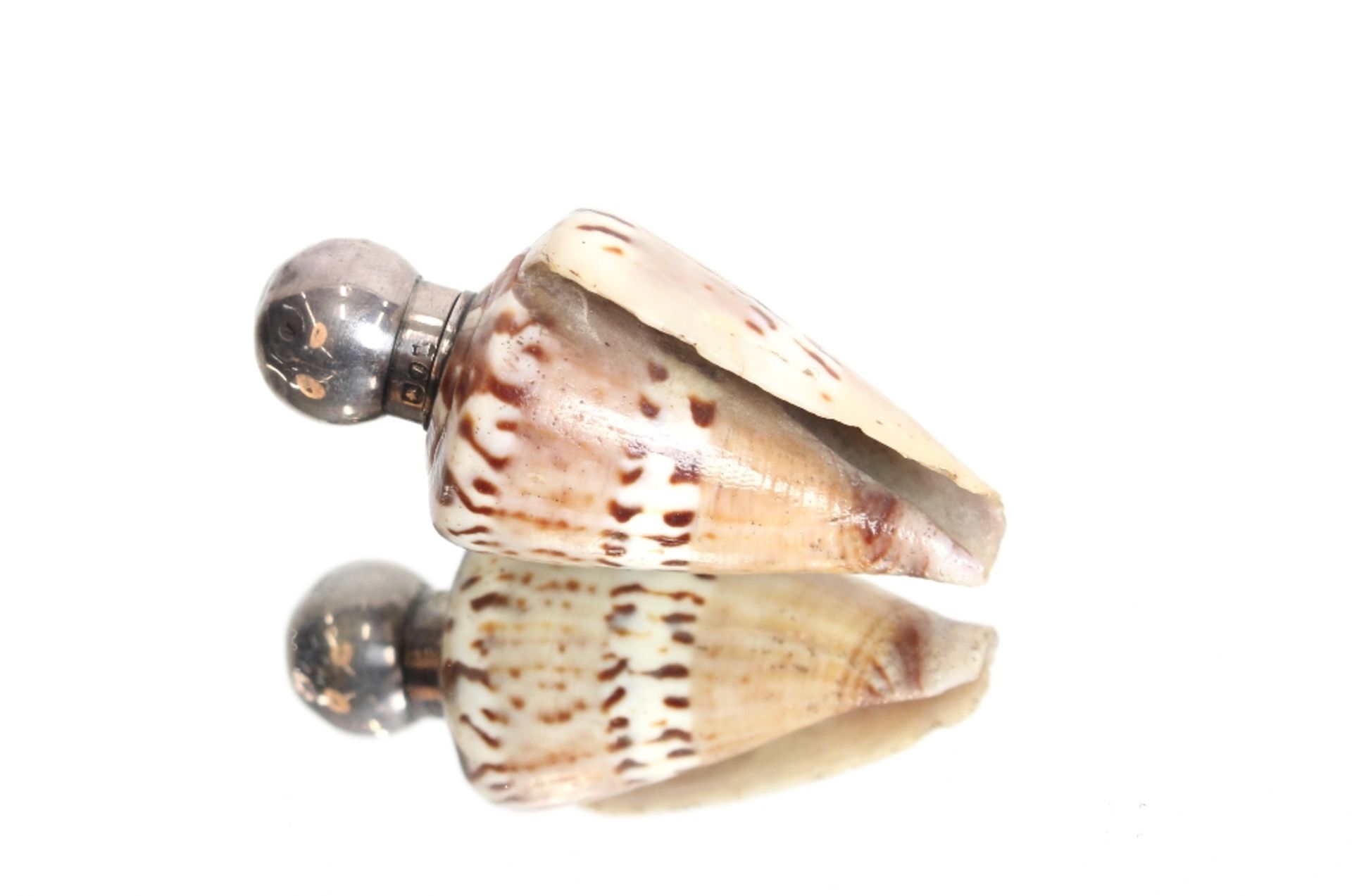 A rare and unusual shell scent bottle with silver