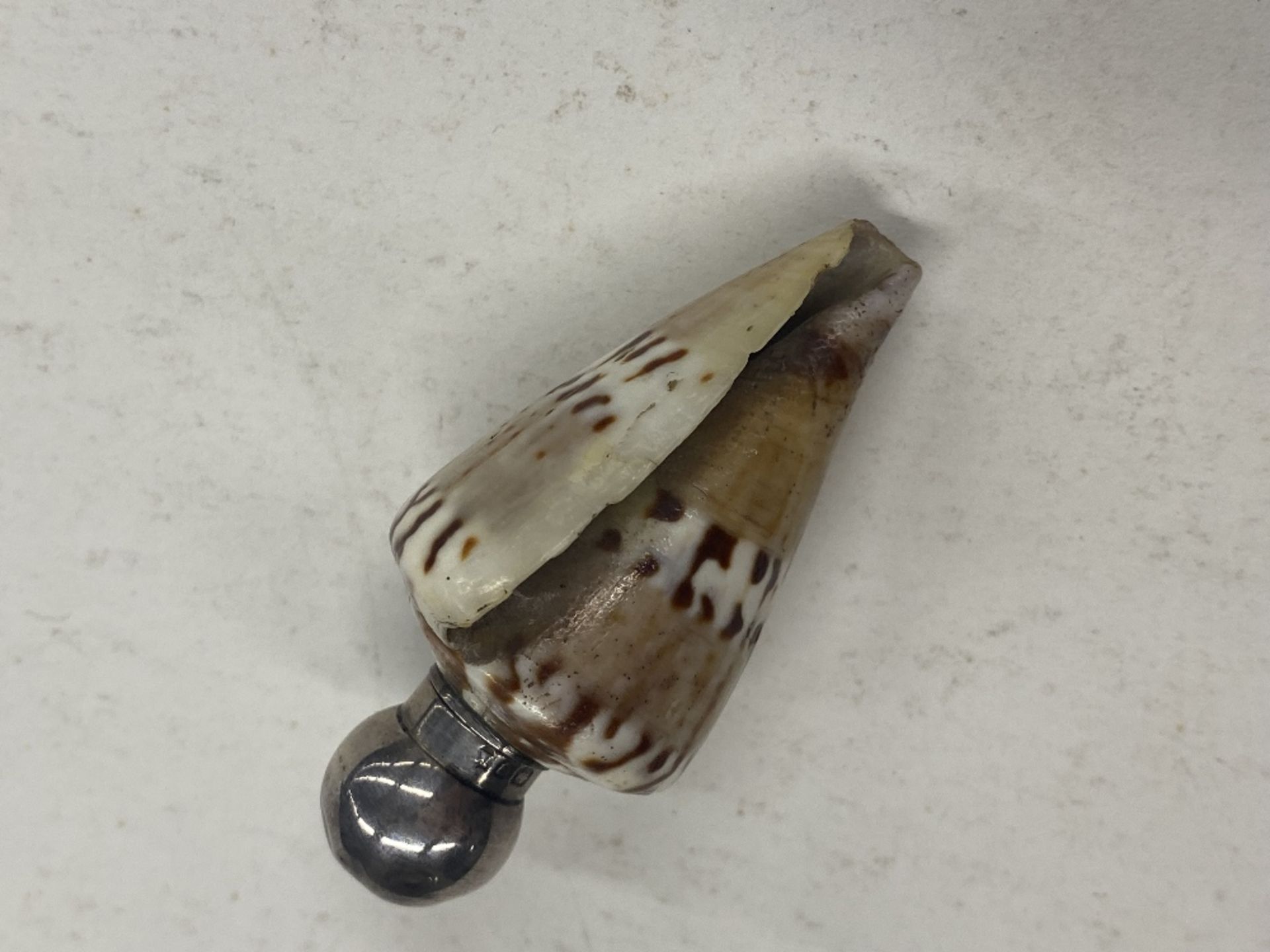 A rare and unusual shell scent bottle with silver - Image 2 of 6