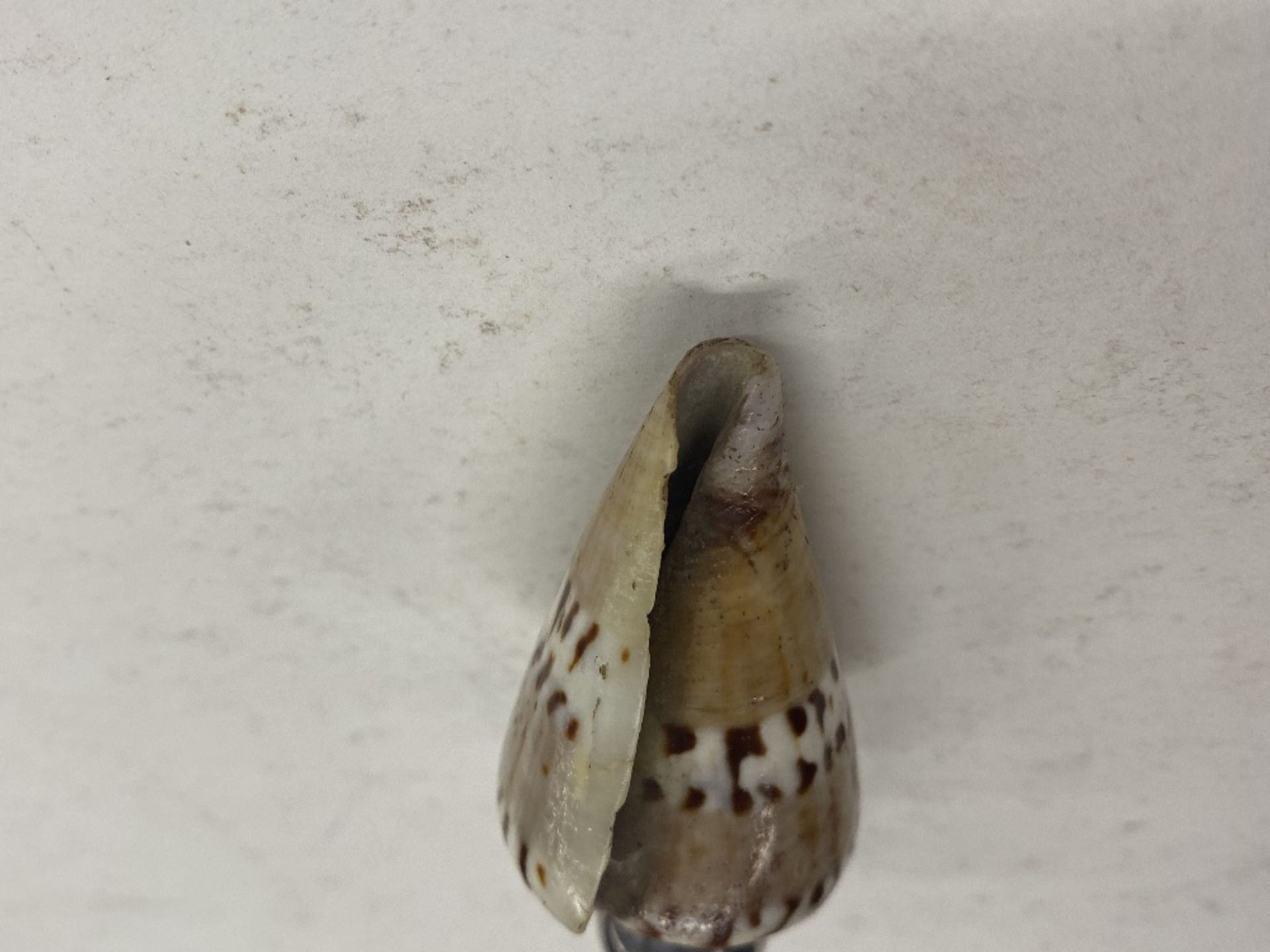 A rare and unusual shell scent bottle with silver - Image 3 of 6