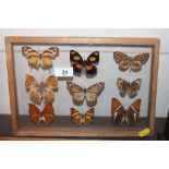A small display of butterflies and moths