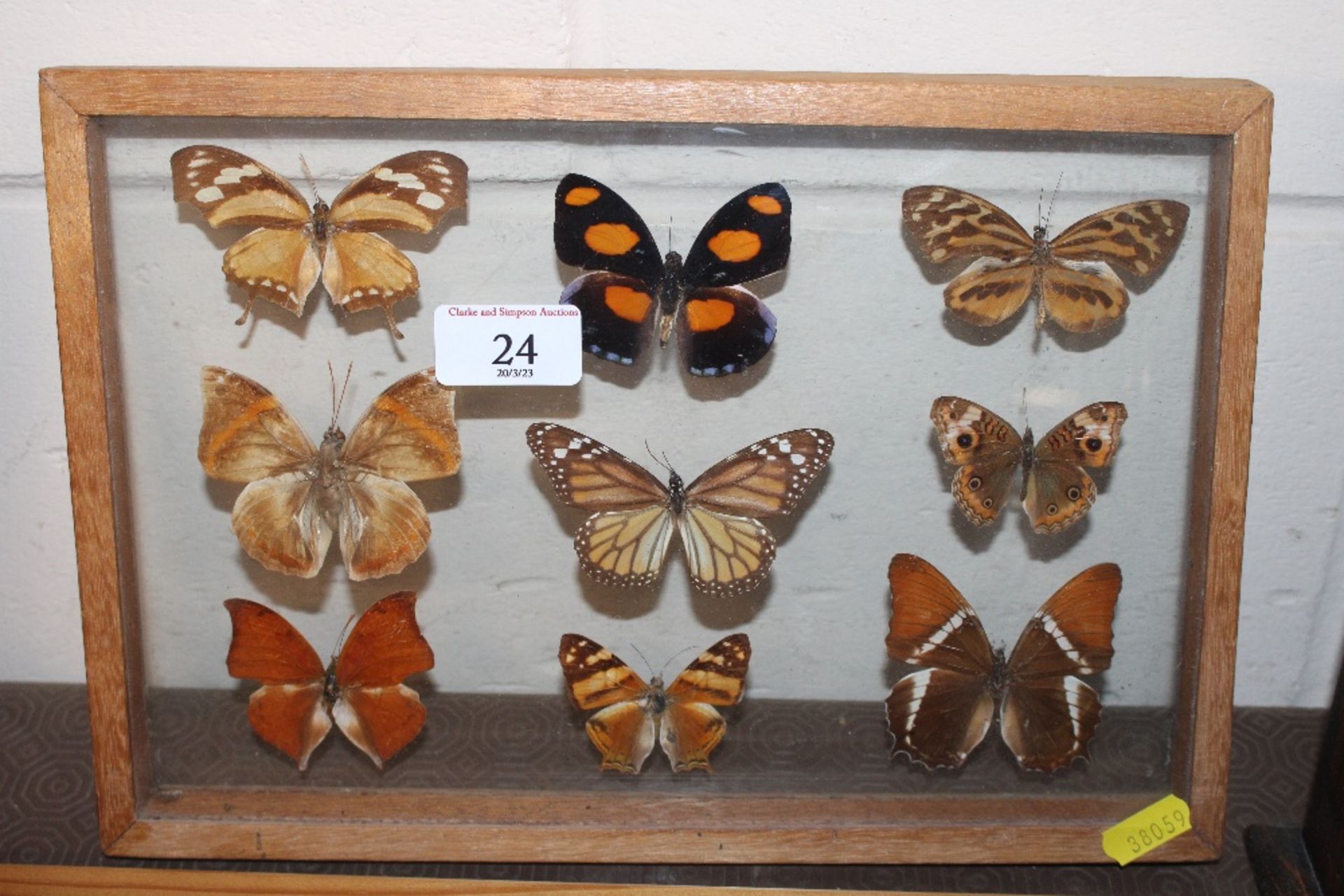 A small display of butterflies and moths