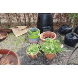 A quantity of various plastic planters and content