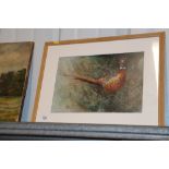 Ryan, acrylic study of a cock pheasant