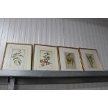 Four gilt framed prints, studies of flowers and fr
