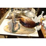 A wall mounted taxidermy pheasant