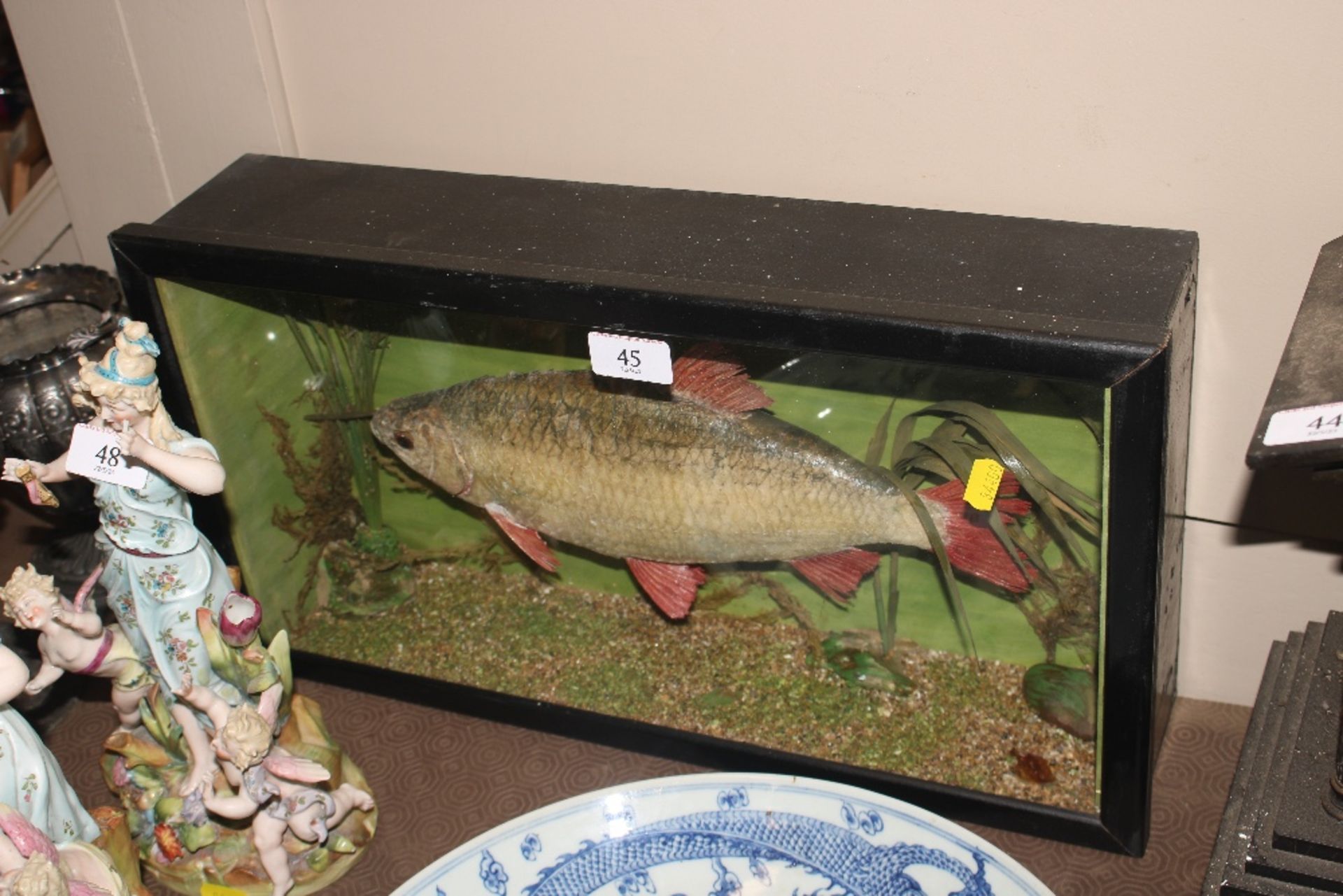 A cased and preserved roach
