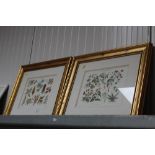 Two gilt framed botanical prints