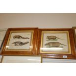 Two maple framed prints depicting armadillos and a