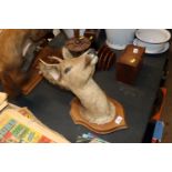 A taxidermy deer on shield shaped plaque