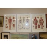 Three anatomy prints "The Muscular System", "The Sk