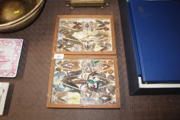 A collection of antique preserved butterflies; bee