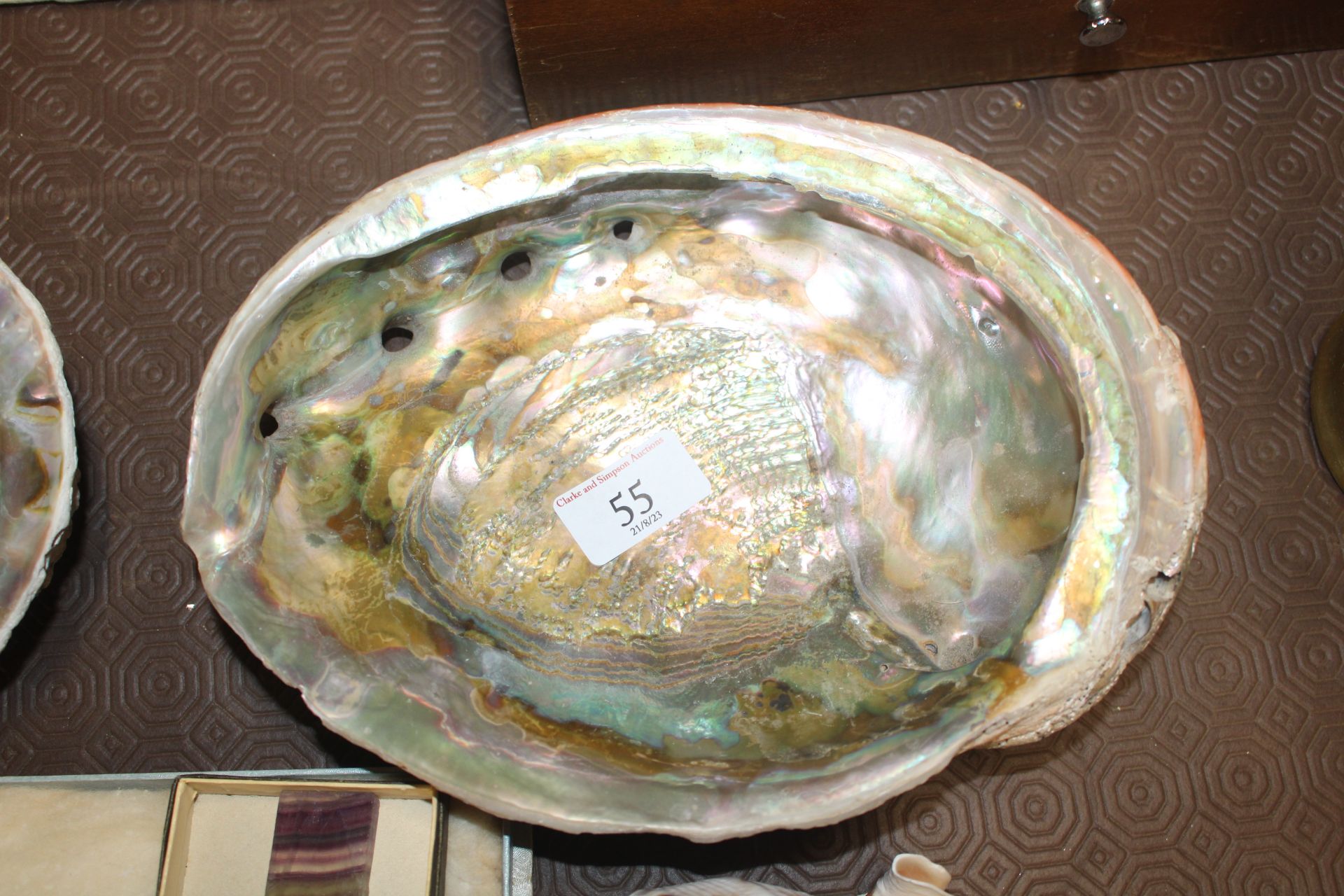 A collection of Abalone and other shells - Image 6 of 7