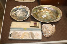 A collection of Abalone and other shells