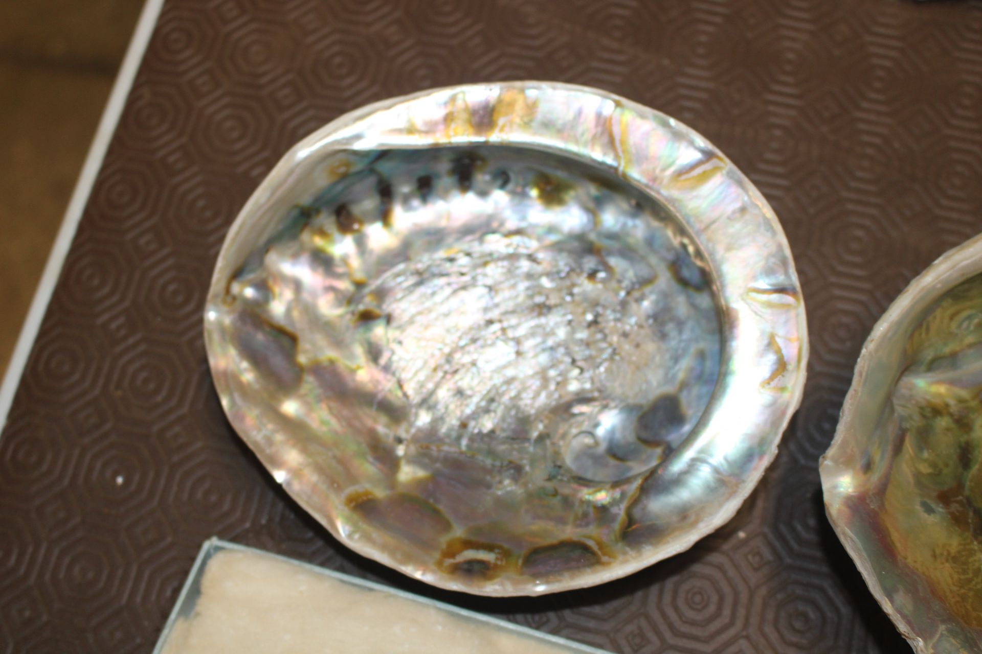 A collection of Abalone and other shells - Image 4 of 7