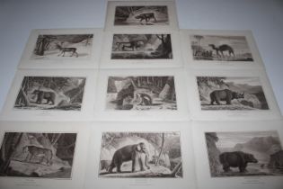 A collection of stipple engravings "Animals" by W.