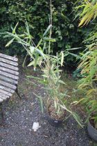 A potted bamboo plant