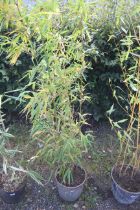 A potted bamboo plant