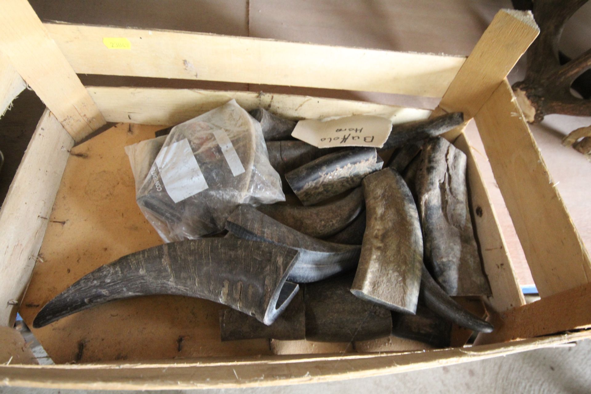 A quantity of Buffalo horn - Image 2 of 2