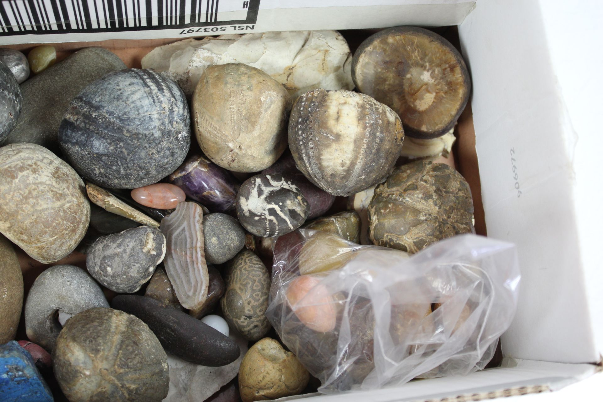 A collection of various fossils, ammonites, polish - Image 3 of 3