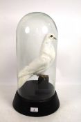 A preserved dove under a glass dome
