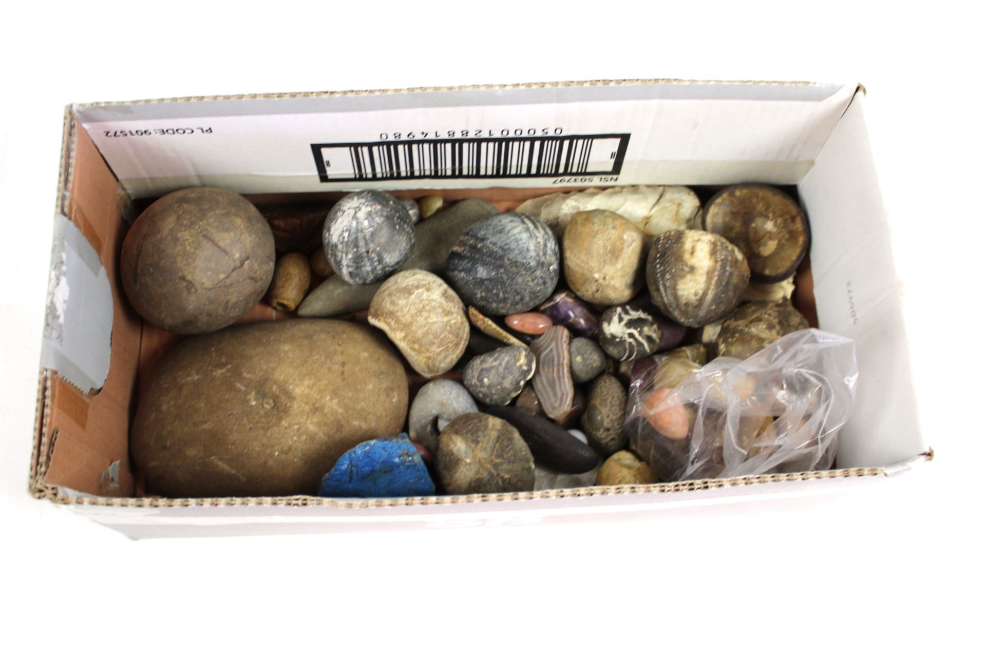 A collection of various fossils, ammonites, polish