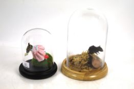 Two cased and preserved mice under glass domes