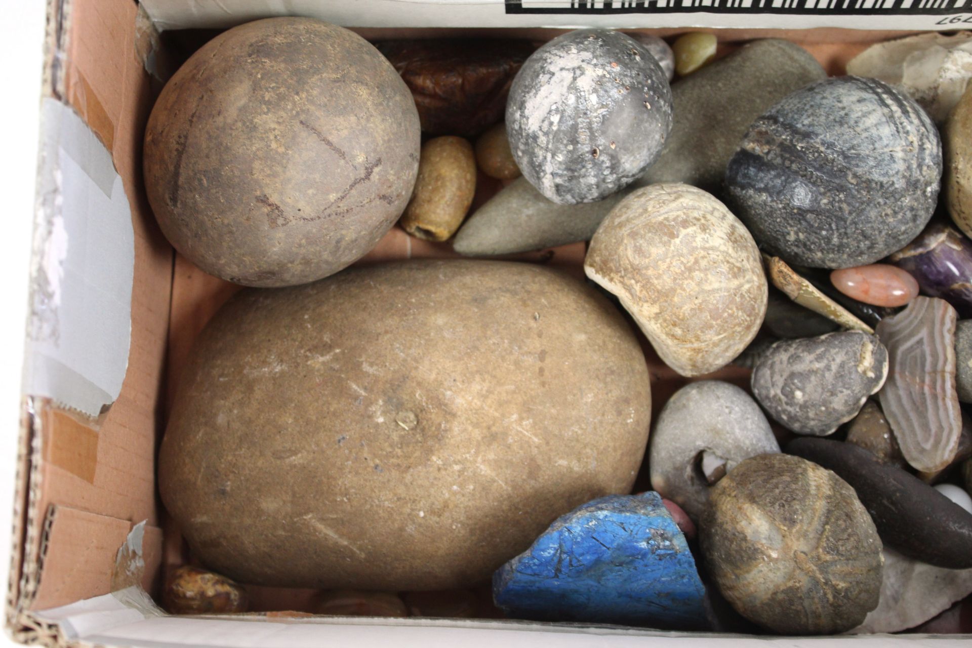 A collection of various fossils, ammonites, polish - Image 2 of 3