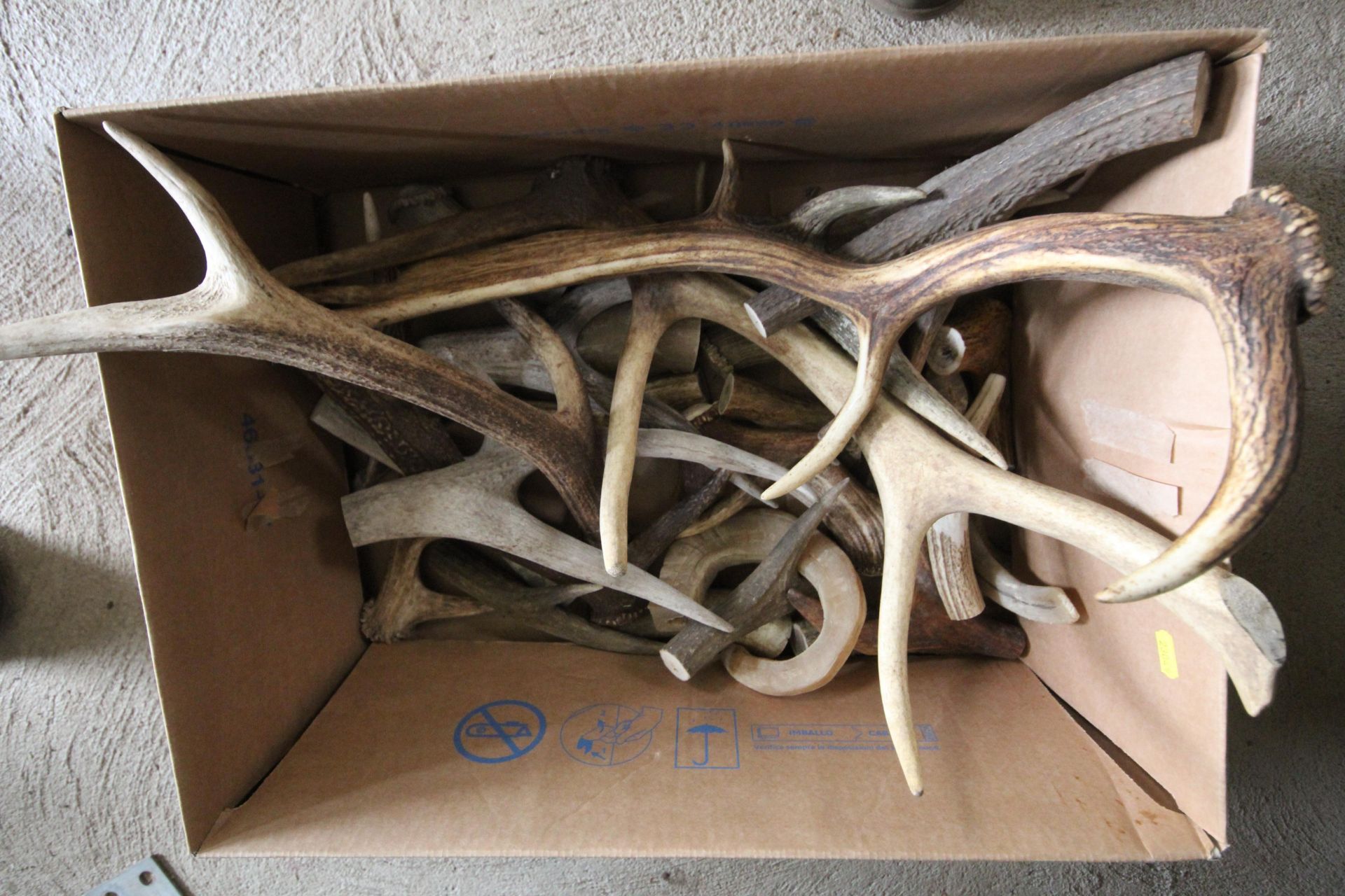 A box of stag antlers - Image 2 of 2