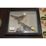 Two cased and preserved nightingales