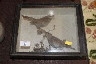 Two cased and preserved nightingales