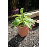 A potted Hosta plant