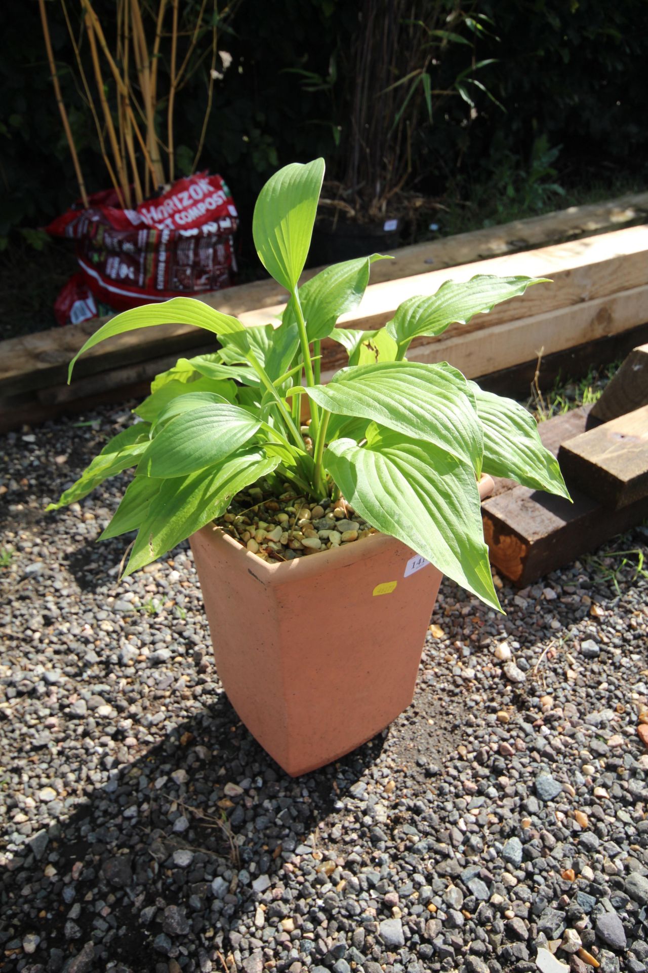 A potted Hosta plant