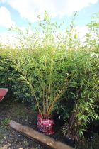 A potted bamboo plant