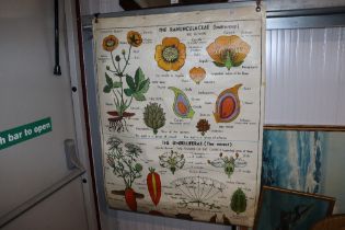 A botanical poster