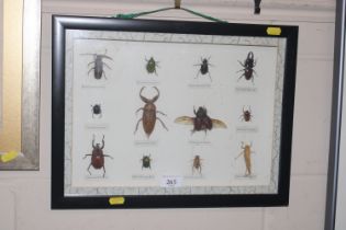 A framed and glazed display of insects