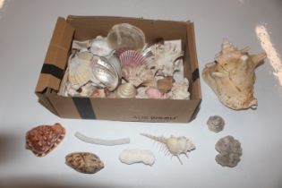 A box of various seashells