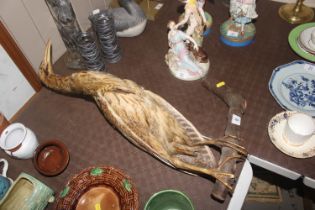 A taxidermy study of a Bittern