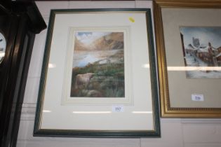 Unsigned watercolour study depicting highland catt